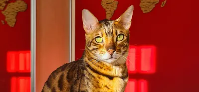 Бенгальская кошка: фото, характер, описание породы | РБК Life