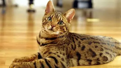Окрасы бенгальских кошек, фотографии, описание стандартов окраса