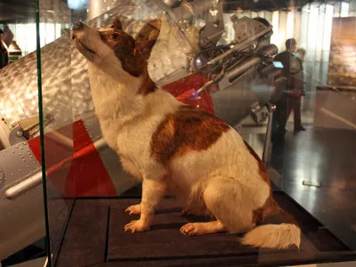 Собаки белка и стрелка в космосе» — создано в Шедевруме