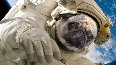 История Белки и Стрелки - первых собак-космонавтов | Собаки |  Dogsacademy.ru | Дзен