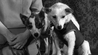 Белка и стрелка первые собаки в космосе фото фотографии