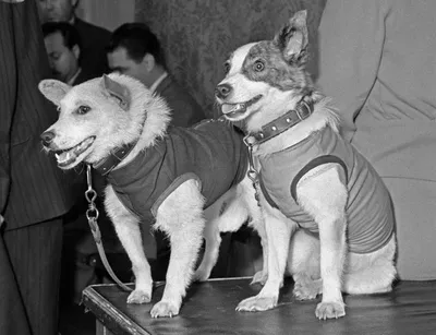 Собаки Белка и Стрелка 50 лет назад совершили полет в космос - РИА Новости,  19.08.2010