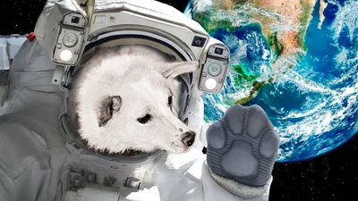 Животные, побывавшие в космосе: Белка и Стрелка, кошка Фелисетта и шимпанзе  Хэм - 20 августа, 2019 Статьи «Кубань 24»