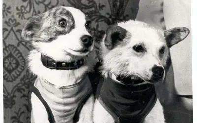 Белка и Стрелка 🐕 собаки космонавты. Аэрография и винилография на авто.