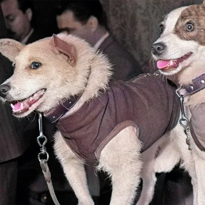 Первые собаки космонавты 🐕 - Гульдог
