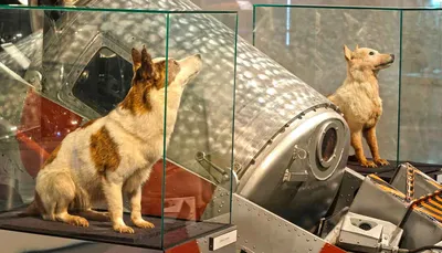 Как выбирали животных для полёта в космос и как готовили четвероногих  космонавтов? Самые первые собаки покорившие Космос | VokrugSveta | Дзен