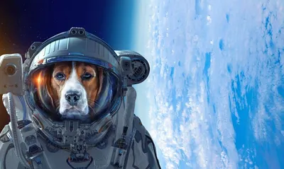 Белка и Стрелка - первые собаки-космонавты» — создано в Шедевруме