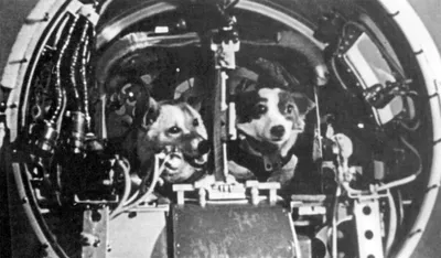 Лайка все еще хочет домой: честная история первых собак-космонавтов -  Hi-News.ru