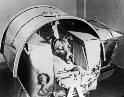 Белка и Стрелка: история первых собак-космонавтов» — создано в Шедевруме