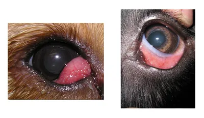 Пленка на глазу у собаки - Диагностика и лечение склерита | ZooVision Спб