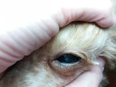 Шишка на глазу у собаки, бесплатная консультация ветеринара - вопрос задан  пользователем Мария Верига про питомца: собака Чихуахуа