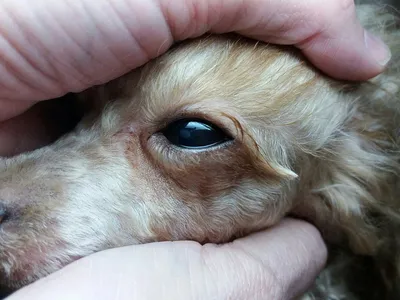 Мутные глаза у собаки – что это - ветеринарная офтальмология Реком