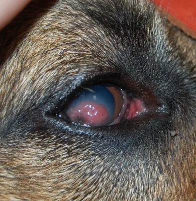 Язва роговицы у собак: лечение, фото
