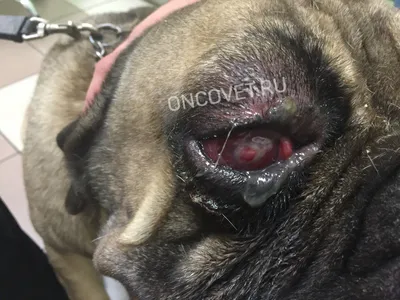 Паннус и плазмома у собак/ Chronic superficial keratitis in dogs (pannus)