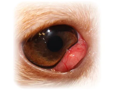Лечение воспаления глаз у собак на дому и в клинике Энимал-Доктор, г.  Ростов-на-Дону