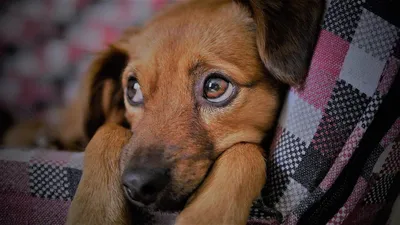У собаки бельмо на глазу - причина патологии | Лапа помощи | Дзен
