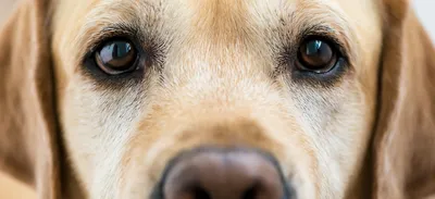 Как лечить бельмо на глазу у собаки?