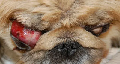 Красные глаза у собаки - причины, диагностика, лечение. Почему у собаки  красные глаза - Сеть Ветеринарных Центров \"МЕДВЕТ\"