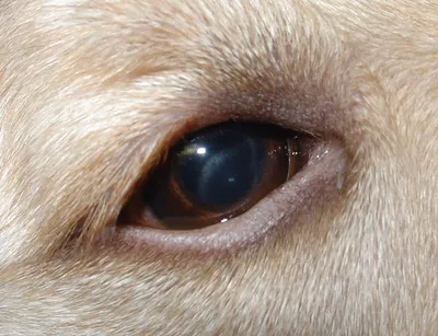 Травмы глаз у собак и кошек. Интервью с офтальмологом