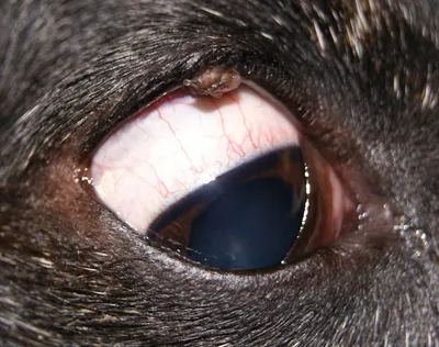 Бельмо на глазу у собаки: как и чем лечить, почему появляется пятно
