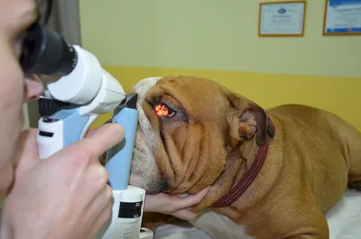 Выпадение (пролапс) третьего века у собак - ветеринарная офтальмология Реком