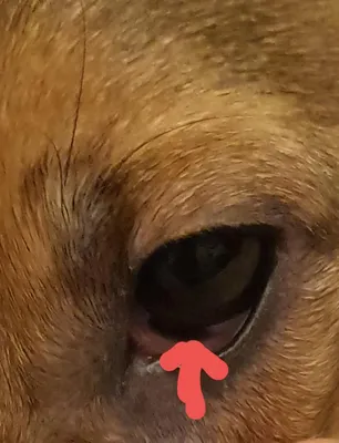 Собака потеряла зрение