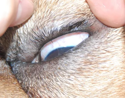 Какие проблемы со зрением у собак? 8 распространенных болезней