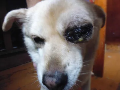 Пигментные пятна на роговице у собаки 🙈Глазная болезнь у мопса 👀 Как  применять глазную мазь собаке 🫣 - YouTube