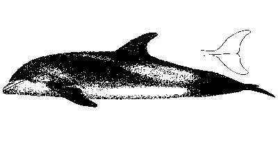 Беломордый дельфин фото 