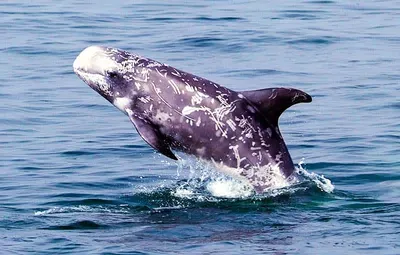 Дельфин беломордый | Млекопитающие