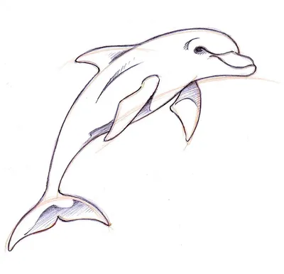 Беломордый дельфин рисунок - 65 фото