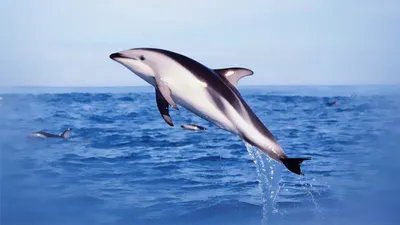 Беломордый Дельфин (Фото): Как выглядит, Где обитает, Чем питается и  Интересные факты