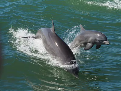 Беломордый дельфин раскраска - 59 фото