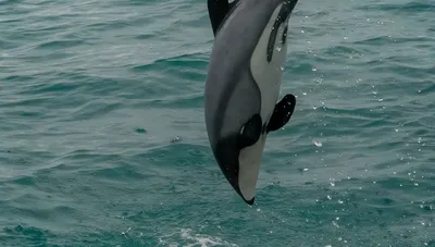 Дельфины в баренцевом море - 66 фото