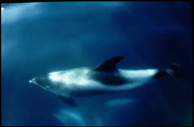 Дельфины в море (59 фото) - 59 фото