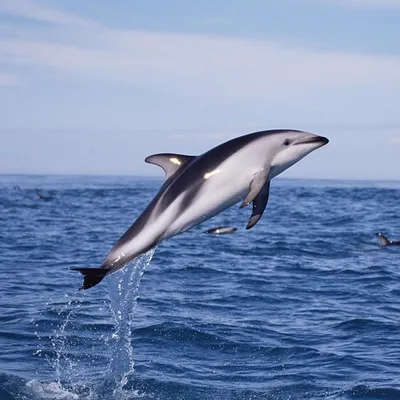 Мурманский областной краеведческий музей - Сегодня расскажем вам интересные  факты о довольно редком для Баренцева моря млекопитающем ⠀ Беломордый  дельфин встречается в умеренных водах около берега парами или стадами по  10—12 особей,