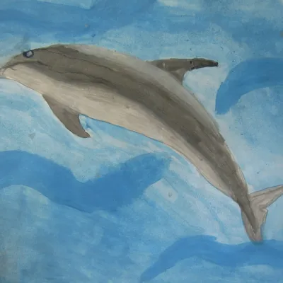 Фотографии беломордого дельфина