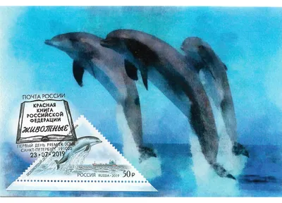 Серый дельфин на белом фоне изоляции Стоковое Фото - изображение  насчитывающей тропическо, море: 211001878