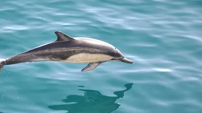 Дельфин беломордый | Красная книга | Дзен
