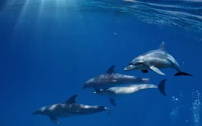 Дельфин для срисовки 8 марта (28 шт)