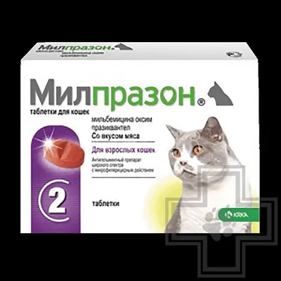 Глисты у кошек: причины, симптомы и лечение гельминтоза •