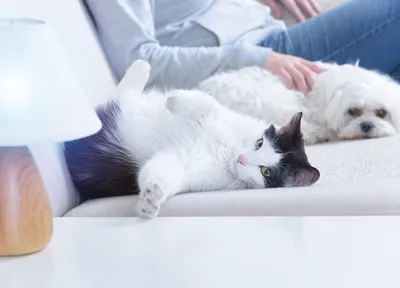 Ленточные глисты у кошек, гельминтоз: симптомы и лечение | Hill's Pet