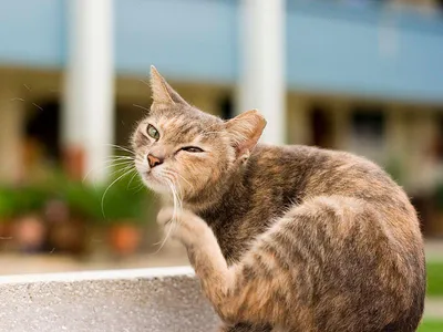 Перхоть у кошек на спине, у хвоста: причины, лечение и как избавиться