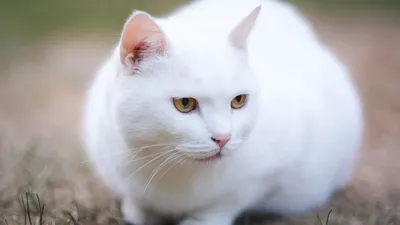 Белые коты фото фотографии