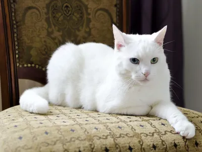 Почему белые кошки - не белые или Несложная генетика кошек 5 | Пикабу