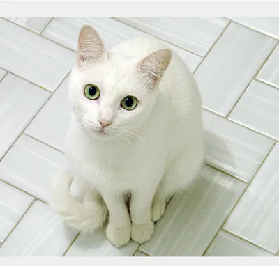 Породы белых кошек, породы кошек с белыми глазами