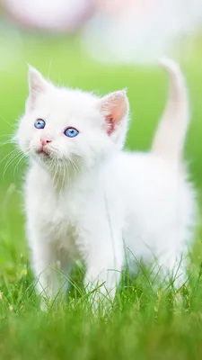 Породы белых кошек - 63 фото