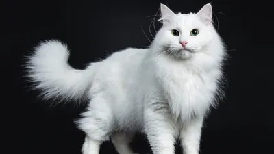Глазастик,персидские белые котята ,…» — создано в Шедевруме