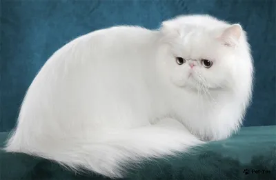 Белые коты, кошки, котята, тигры: обои, картинки и фото - wallpapers cats.