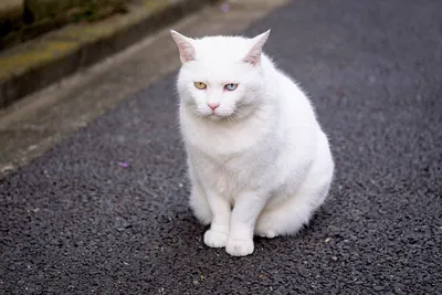 Белый пушистый кот - 69 фото